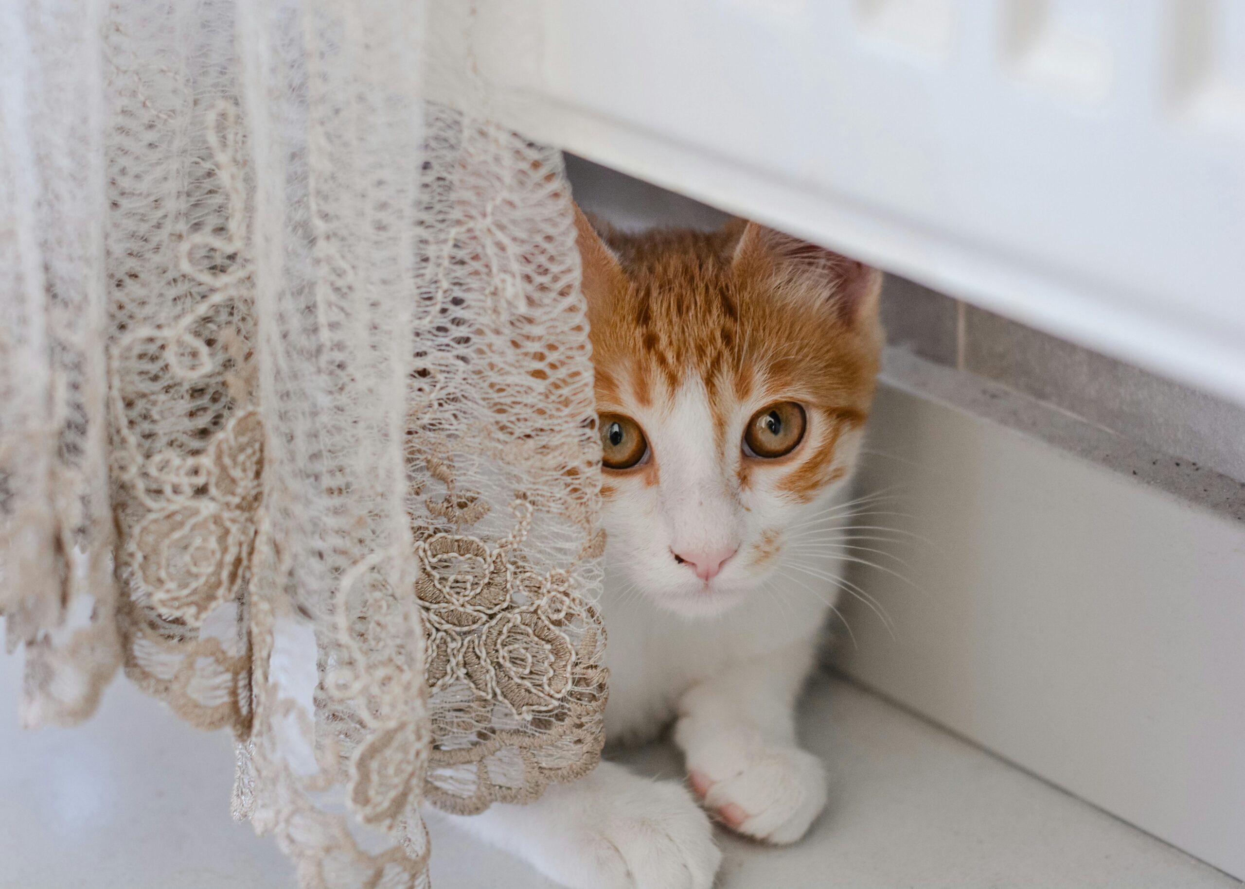 Cat Urinary Blockage: How to Identify An Emergency